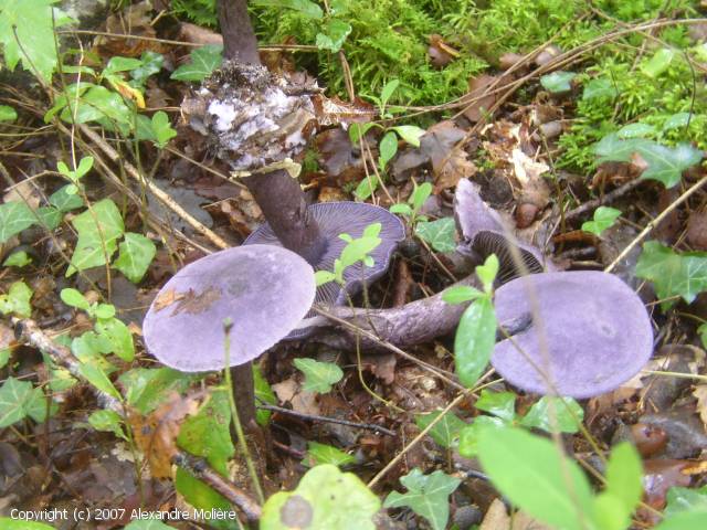 Cortinarius violaceus (Cortinarius_violaceus_2007_am_2.jpg)
