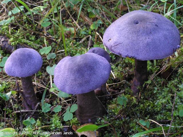 Cortinarius violaceus (Cortinarius_violaceus_2007_mcj_1.jpg)