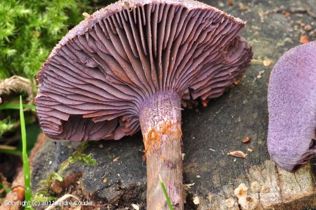 Cortinarius violaceus (Cortinarius_violaceus_2011_ac_1.jpg)