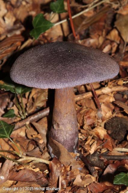 Cortinarius violaceus (Cortinarius_violaceus_2015_ma_1.jpg)
