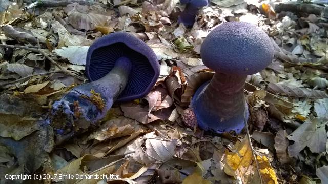 Cortinarius violaceus (Cortinarius_violaceus_2017_ed_1.jpg)