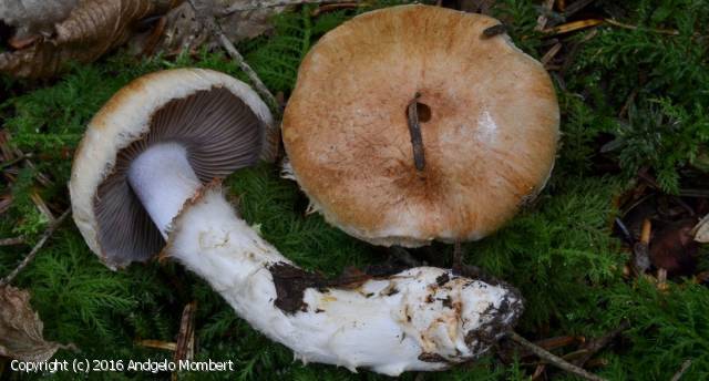 Cortinarius vulpinus (Cortinarius_vulpinus_2016_am_1.jpg)