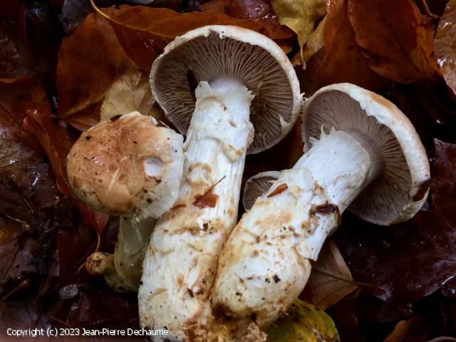 Cortinarius vulpinus (Cortinarius_vulpinus_2023_jd_1.jpg)