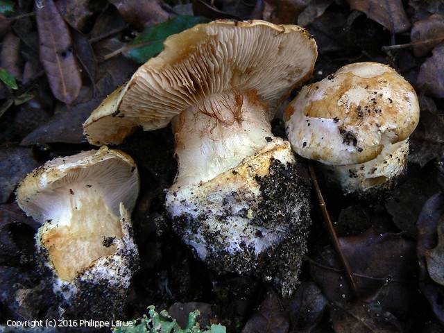 Cortinarius xantho-ochraceus (Cortinarius_xantho-ochraceus_2012_pl_2.jpg)