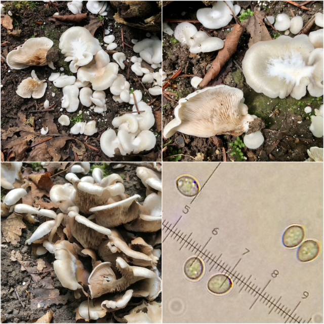 Crepidotus autochthonus (Crepidotus_autochthonus_2022_bd_1.jpg)