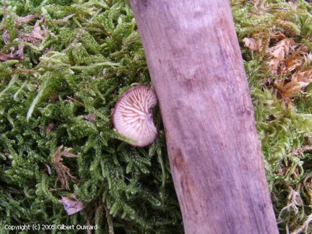 Crepidotus brunneoroseus (Crepidotus_brunneoroseus_2005_go_1.jpg)