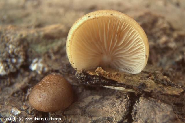 Crepidotus calolepis (Crepidotus_calolepis_1995_td_4.jpg)