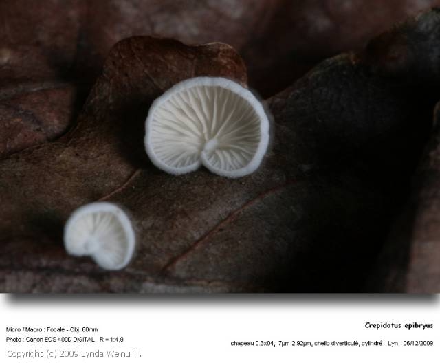 Crepidotus epibryus (Crepidotus_epibryus_2009_lwt_1.jpg)