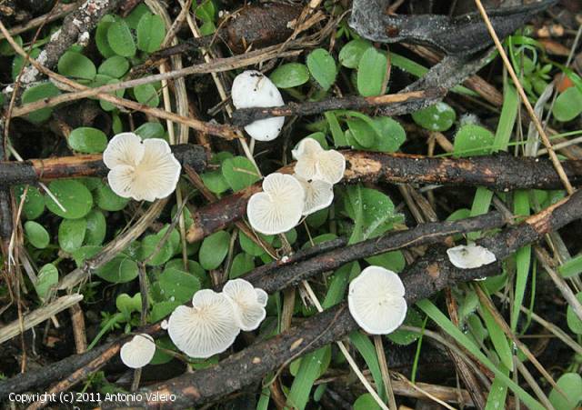 Crepidotus epibryus (Crepidotus_epibryus_2011_av_2.jpg)