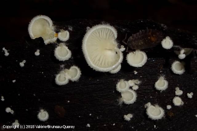 Crepidotus epibryus (Crepidotus_epibryus_2018_vb_1.jpg)