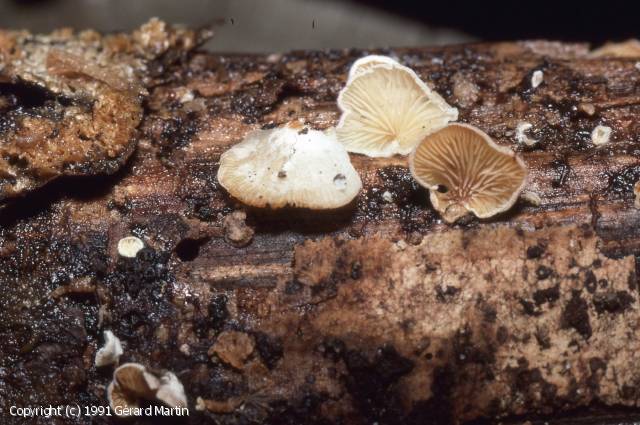Crepidotus lundellii (Crepidotus_lundellii_1991_gm_1.jpg)