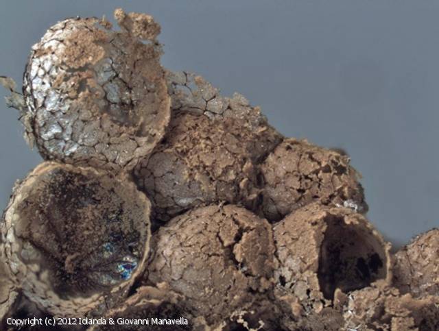 Cribraria argillacea (Cribraria_argillacea_2012_igm_2.jpg)