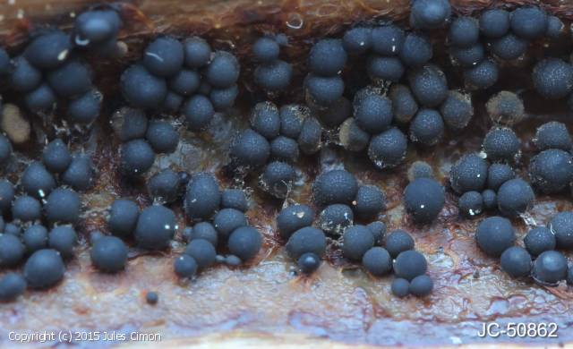 Cribraria argillacea (Cribraria_argillacea_2015_jc_1.jpg)