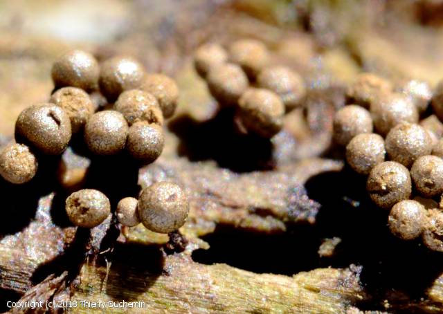 Cribraria argillacea (Cribraria_argillacea_2018_td_1.jpg)