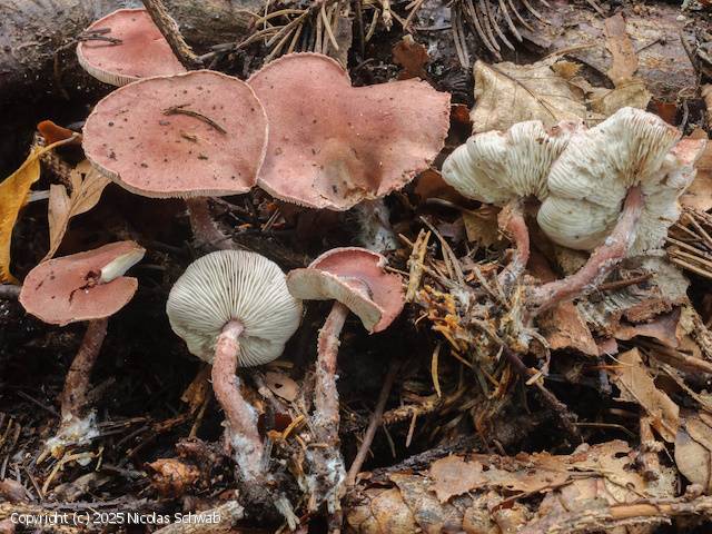 Cystoderma superbum (Cystoderma_superbum_2025_ns_1.jpg)