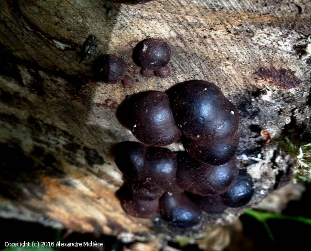 Daldinia eschscholtzii (Daldinia_eschscholtzii_2016_am_1.jpg)