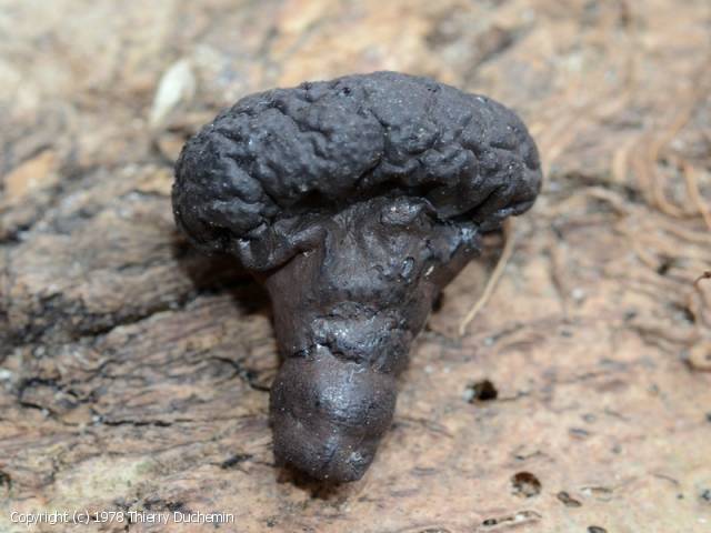 Daldinia vernicosa (Daldinia_vernicosa_1978_td_3.jpg)