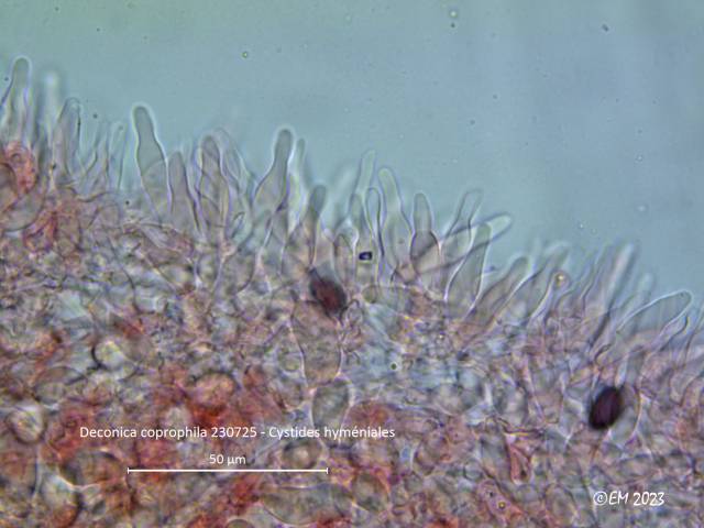 Deconica coprophila (Deconica_coprophila_2023_em_2.jpg)