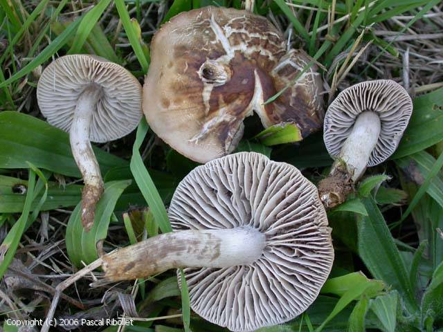 Dermoloma atrocinereum (Dermoloma_atrocinereum_2006_pr_1.jpg)