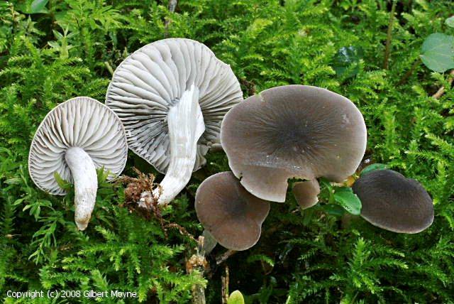 Dermoloma atrocinereum (Dermoloma_atrocinereum_2008_gm_1.jpg)