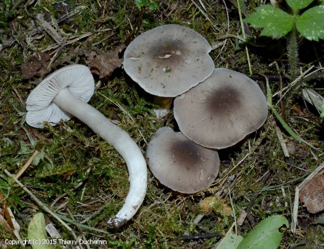 Dermoloma atrocinereum (Dermoloma_atrocinereum_2015_td_2.jpg)