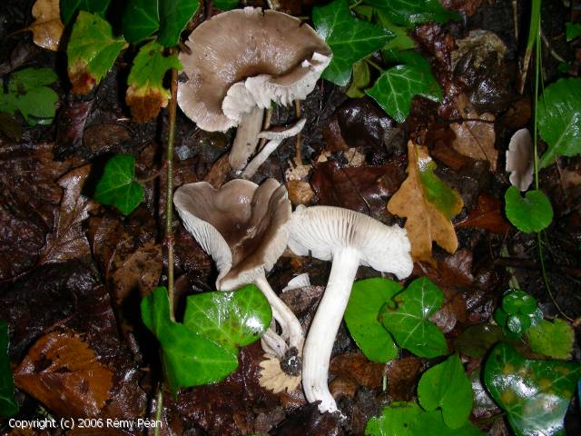 Dermoloma cuneifolium (Dermoloma_cuneifolium_2006_rp_1.jpg)