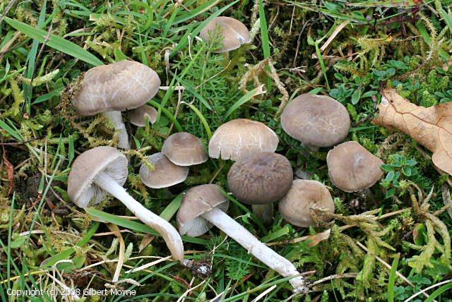 Dermoloma cuneifolium (Dermoloma_cuneifolium_2008_gm_1.jpg)