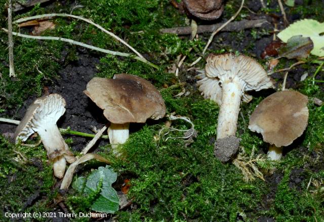 Dermoloma cuneifolium (Dermoloma_cuneifolium_2021_td_1.jpg)