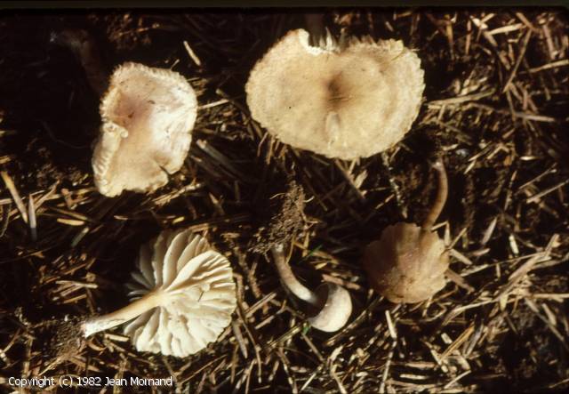 Dermoloma intermedium (Dermoloma_intermedium_1982_jm_1.jpg)