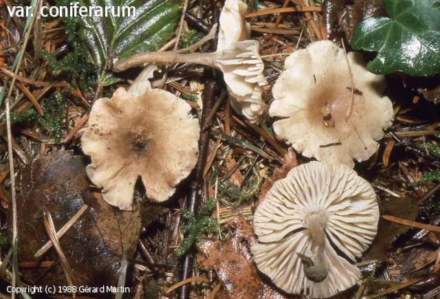 Dermoloma intermedium (Dermoloma_intermedium_1988_gm_1.jpg)