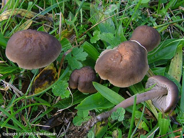 Dermoloma phaeopodium (Dermoloma_phaeopodium_2005_dr_1.jpg)