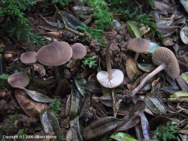 Dermoloma phaeopodium (Dermoloma_phaeopodium_2006_gm_1.jpg)