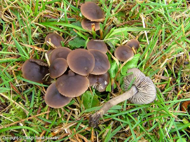 Dermoloma phaeopodium (Dermoloma_phaeopodium_2009_dr_1.jpg)