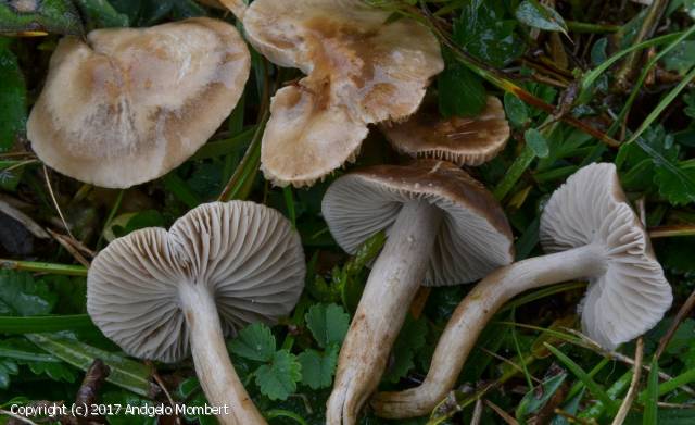 Dermoloma phaeopodium (Dermoloma_phaeopodium_2017_am_1.jpg)
