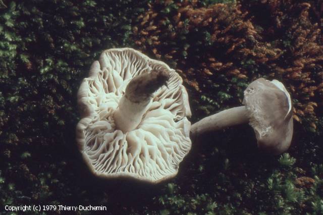 Dermoloma pseudocuneifolium (Dermoloma_pseudocuneifolium_1979_td_2.jpg)
