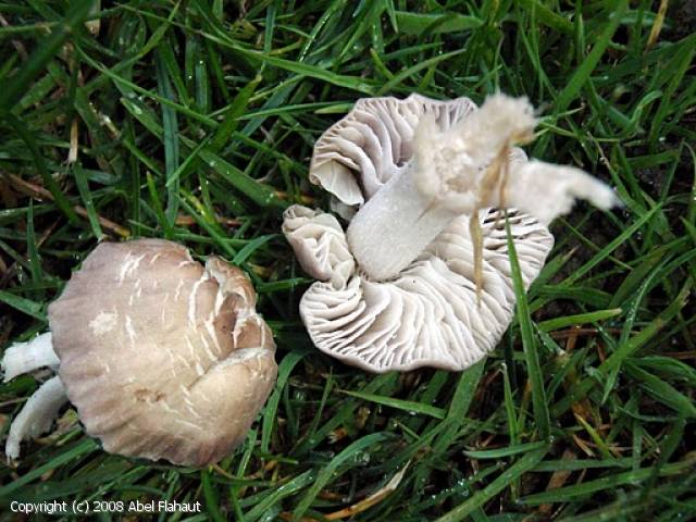 Dermoloma pseudocuneifolium (Dermoloma_pseudocuneifolium_2008_af_1.jpg)