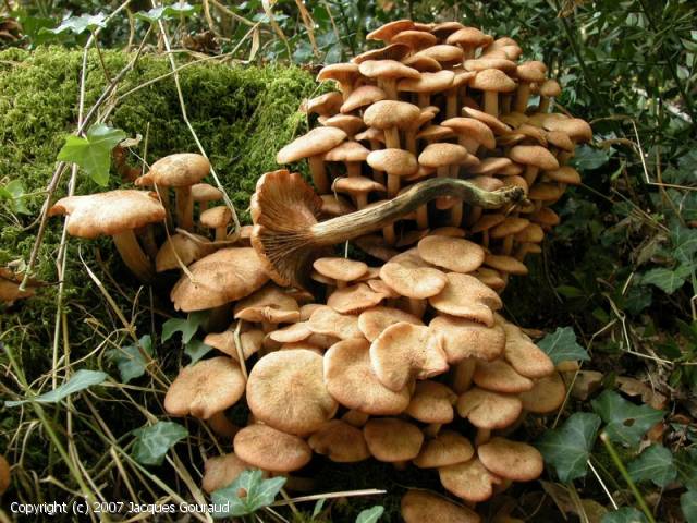 Desarmillaria tabescens (Desarmillaria_tabescens_2007_jg_2.jpg)