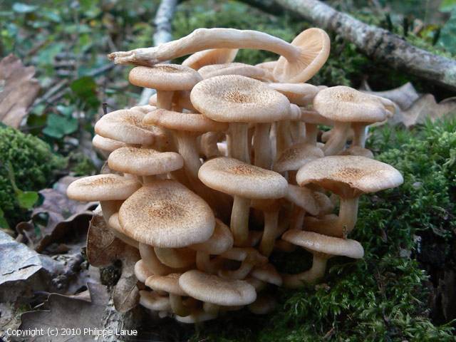 Desarmillaria tabescens (Desarmillaria_tabescens_2010_pl_1.jpg)