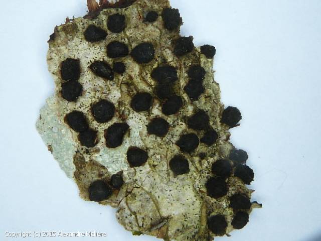 Diatrypella favacea (Diatrypella_favacea_2015_am_1.jpg)