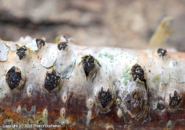 Diatrypella favacea (Diatrypella_favacea_2015_td_1.jpg)