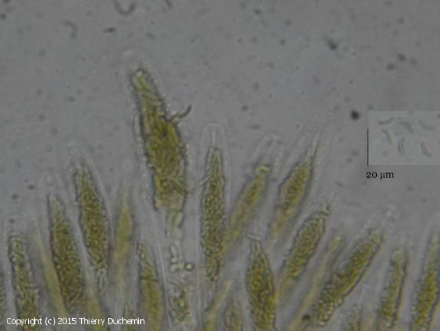 Diatrypella favacea (Diatrypella_favacea_2015_td_2.jpg)