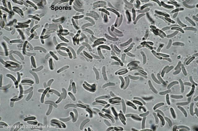 Diatrypella favacea (Diatrypella_favacea_2019_df_1.jpg)