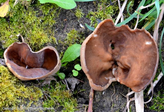 Disciotis venosa (Disciotis_venosa_2019_td_1.jpg)