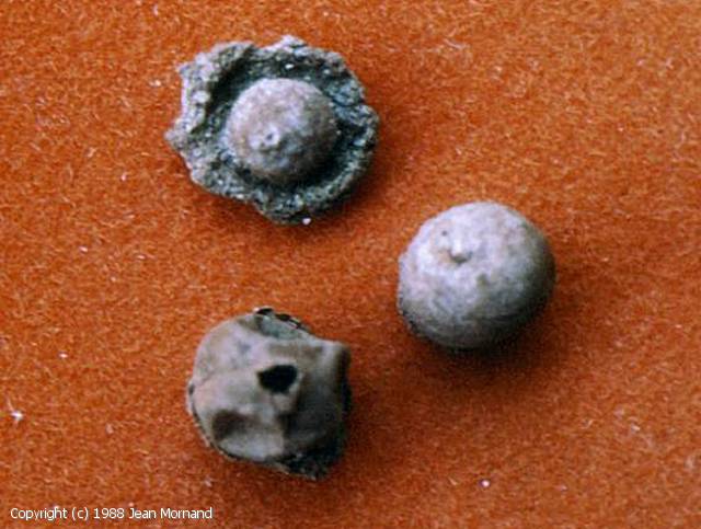 Disciseda bovista (Disciseda_bovista_1988_jm_2.jpg)