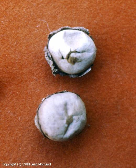 Disciseda candida (Disciseda_candida_1988_jm_1.jpg)