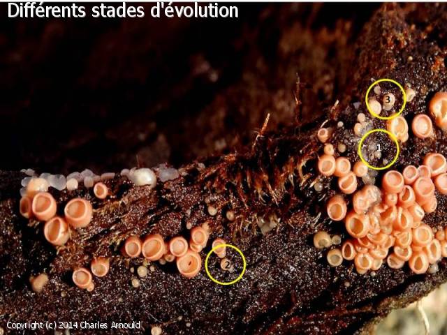 Ditangium cerasi (Ditangium_cerasi_2014_ca_1.jpg)