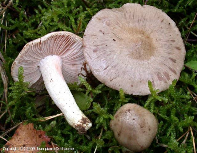Entoloma prunuloides (Entoloma_prunuloides_2009_jd_2.jpg)
