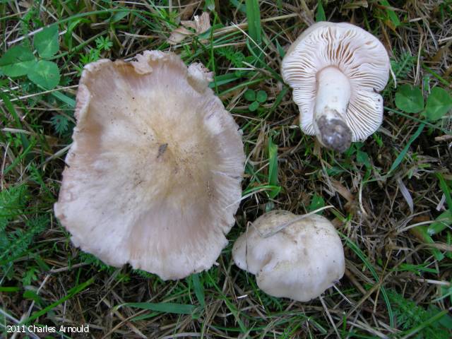 Entoloma prunuloides (Entoloma_prunuloides_2011_ca_1.jpg)