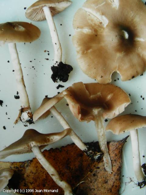 Entoloma pseudoexcentricum (Entoloma_pseudoexcentricum_1996_jm_1.jpg)