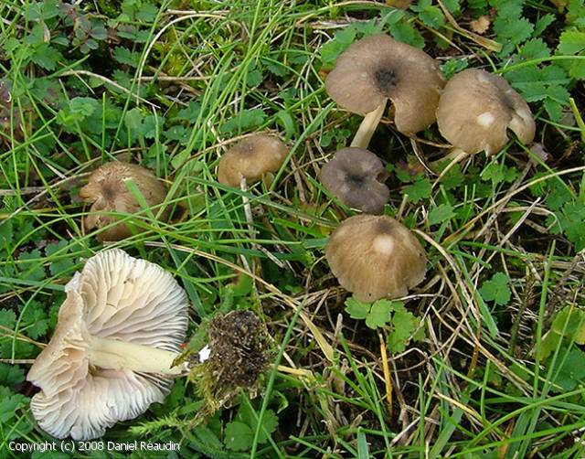 Entoloma pseudoturci (Entoloma_pseudoturci_2008_dr_2.jpg)